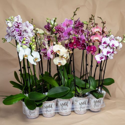 LenT_VG-Orchids_WF_5114